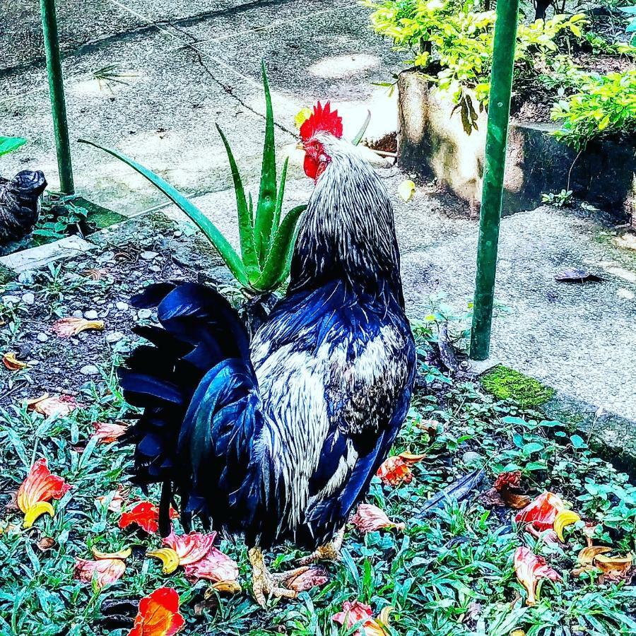 Duck House Hotel La Vega  Ngoại thất bức ảnh